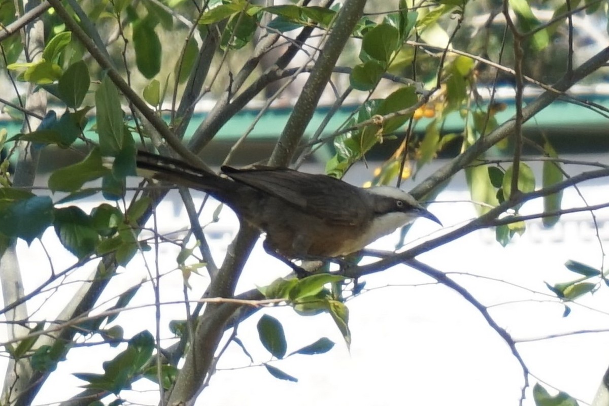 Gray-crowned Babbler - ML403137461