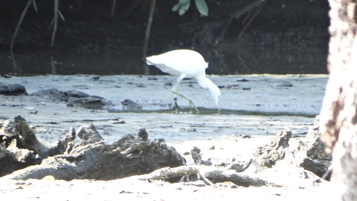 Little Blue Heron - ML403137721