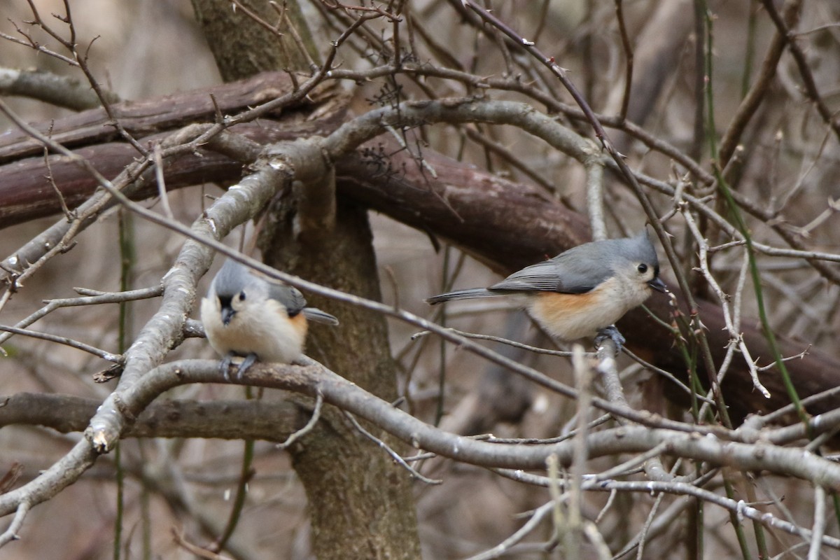 Tufted Titmouse - ML403137971