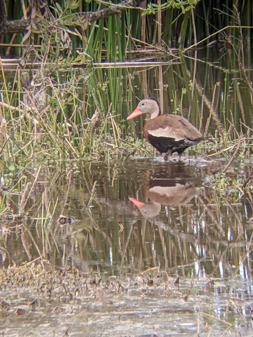 Black-bellied Whistling-Duck - ML403138171