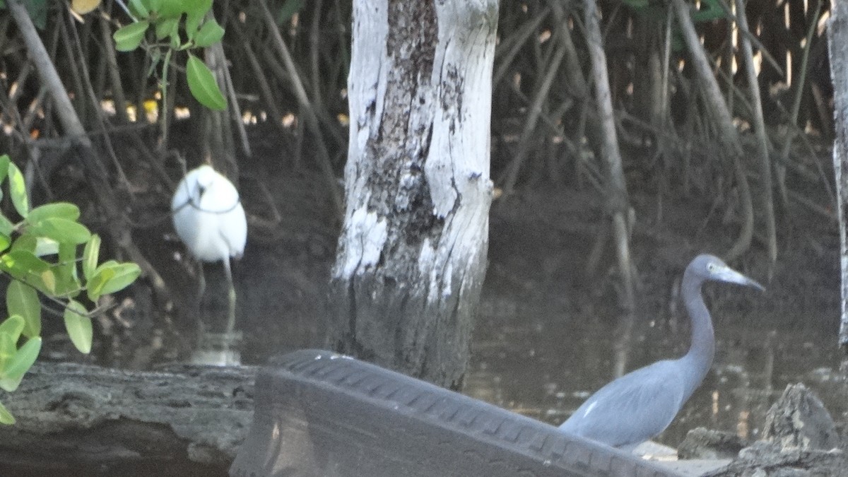 Little Blue Heron - ML403138471