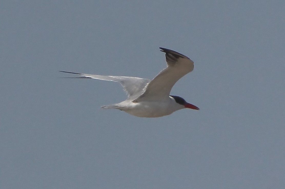 Caspian Tern - ML403139271