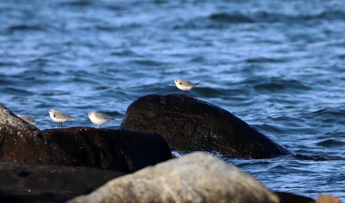 Bécasseau sanderling - ML403141131