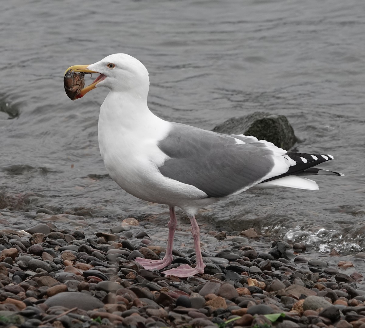 Goéland d'Audubon - ML403141561