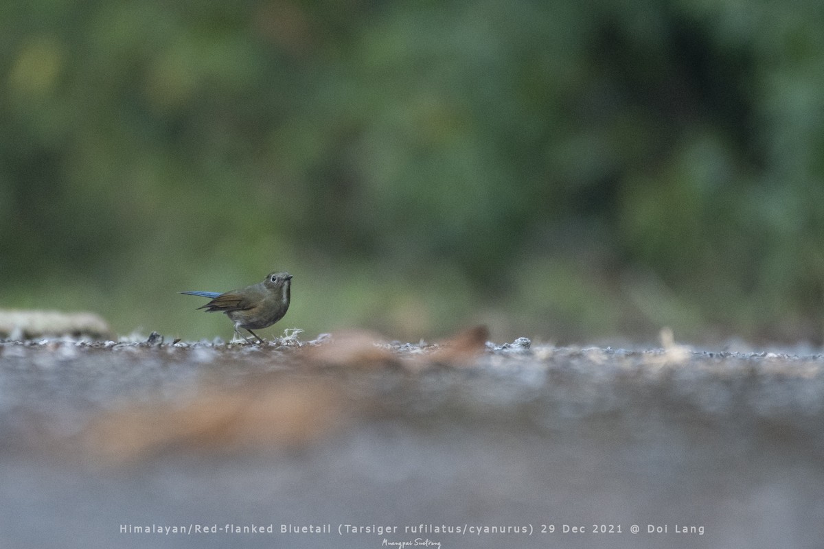 Red-flanked/Himalayan Bluetail - ML403142701