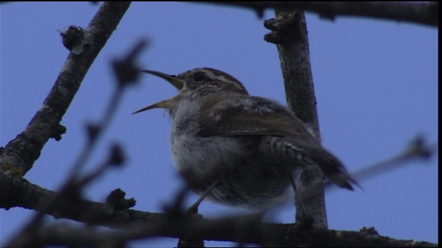 Bewick's Wren - ML403143