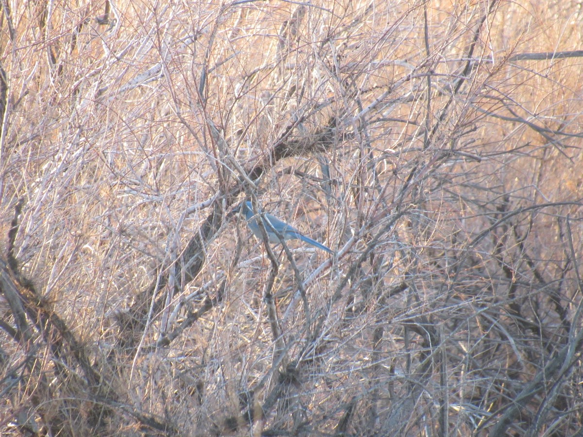 Woodhouse's Scrub-Jay - ML403143031