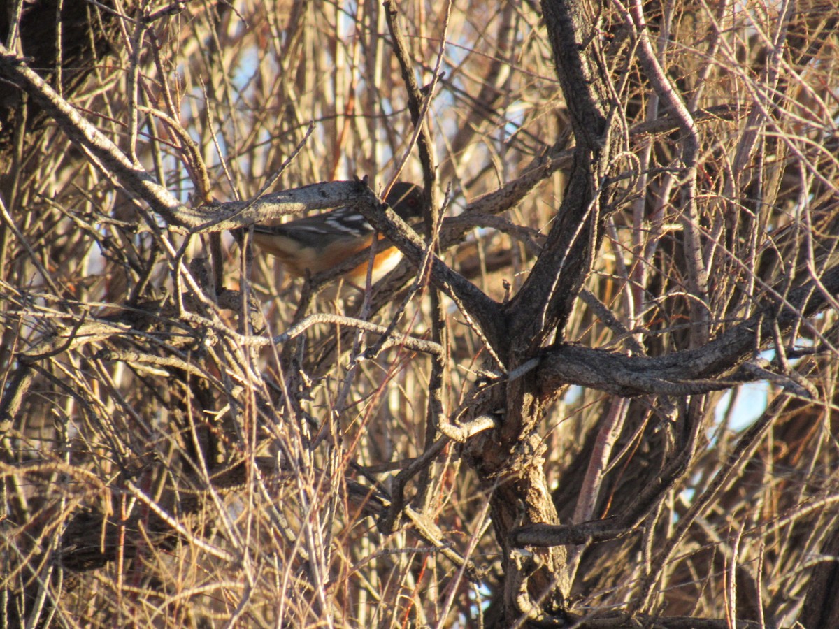 Spotted Towhee - ML403143041