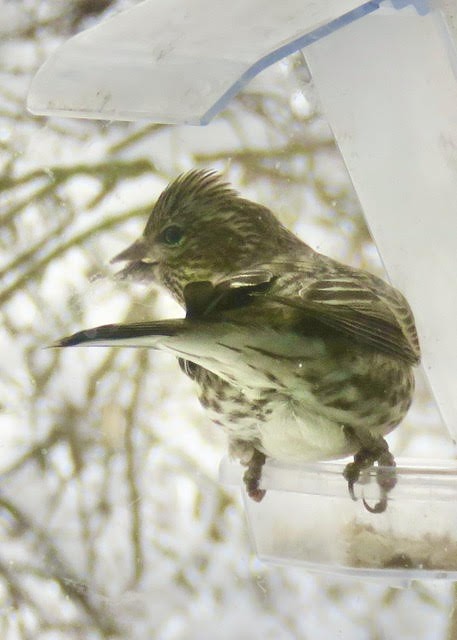 Cassin's Finch - ML403146791