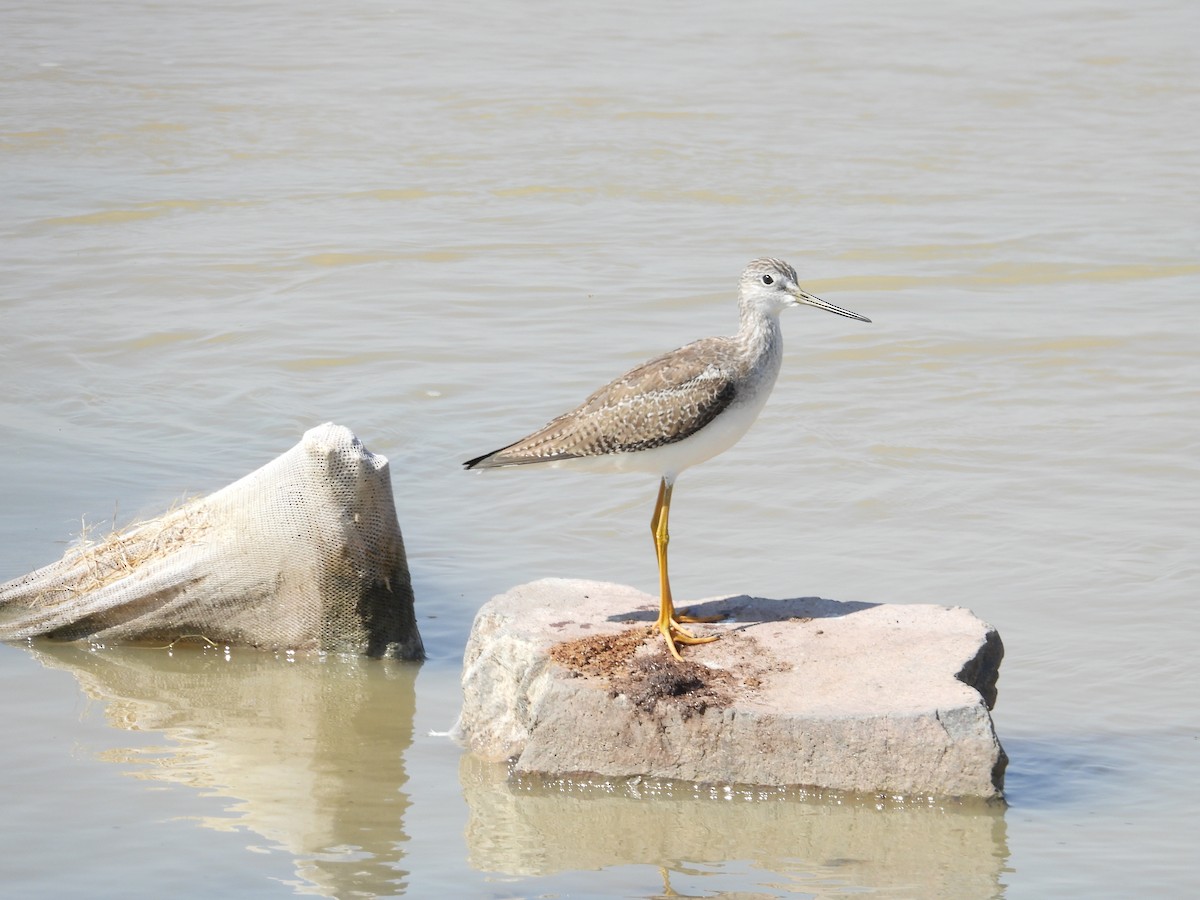 Greater Yellowlegs - ML403146841