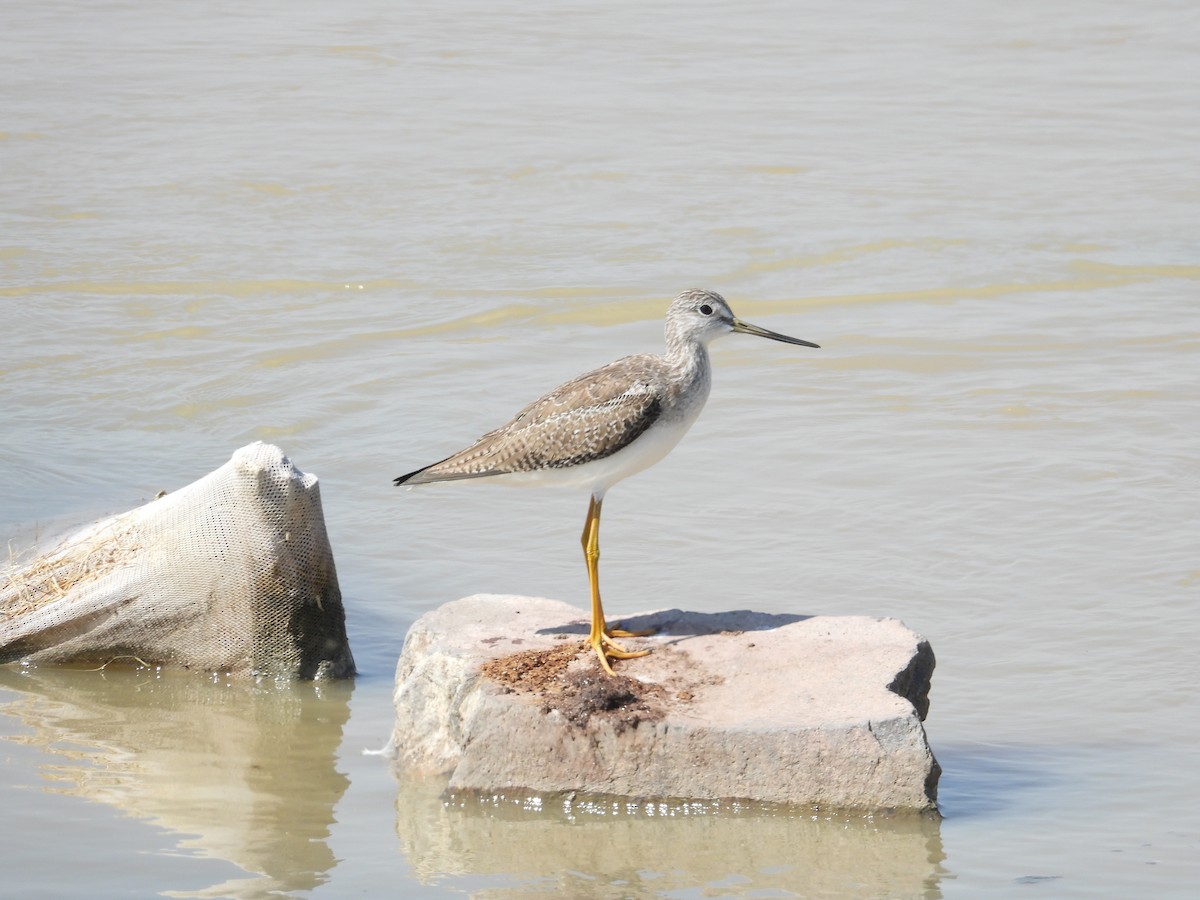 Greater Yellowlegs - ML403146901