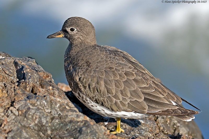 Surfbird - ML40314761