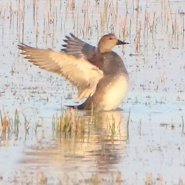 Gadwall - ML403148271