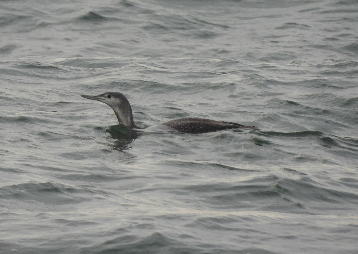 Red-throated Loon - ML403148721