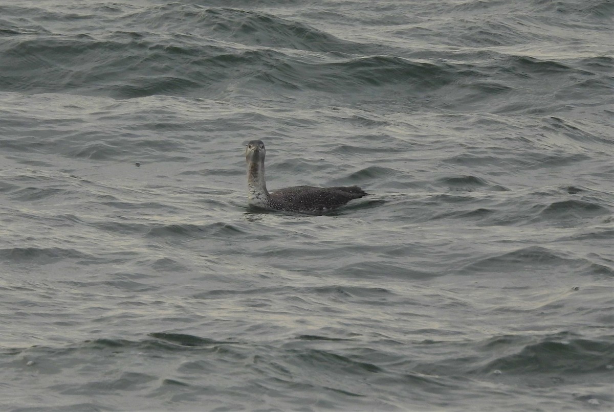 Red-throated Loon - ML403148731