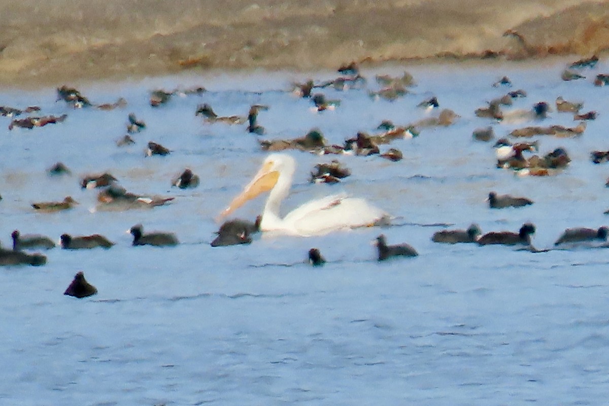 American White Pelican - ML403150031