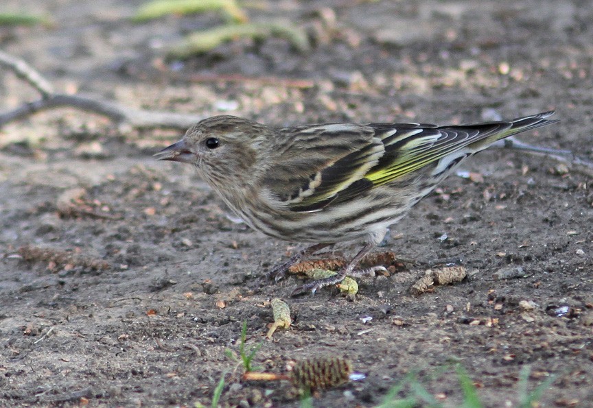 Pine Siskin - ML403150831