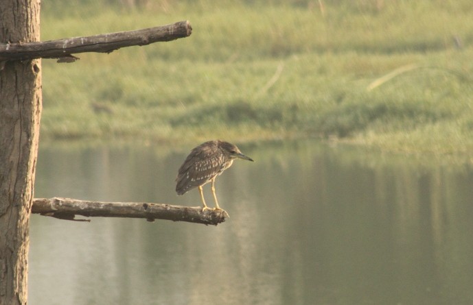 Black-crowned Night Heron - Madhurima Das