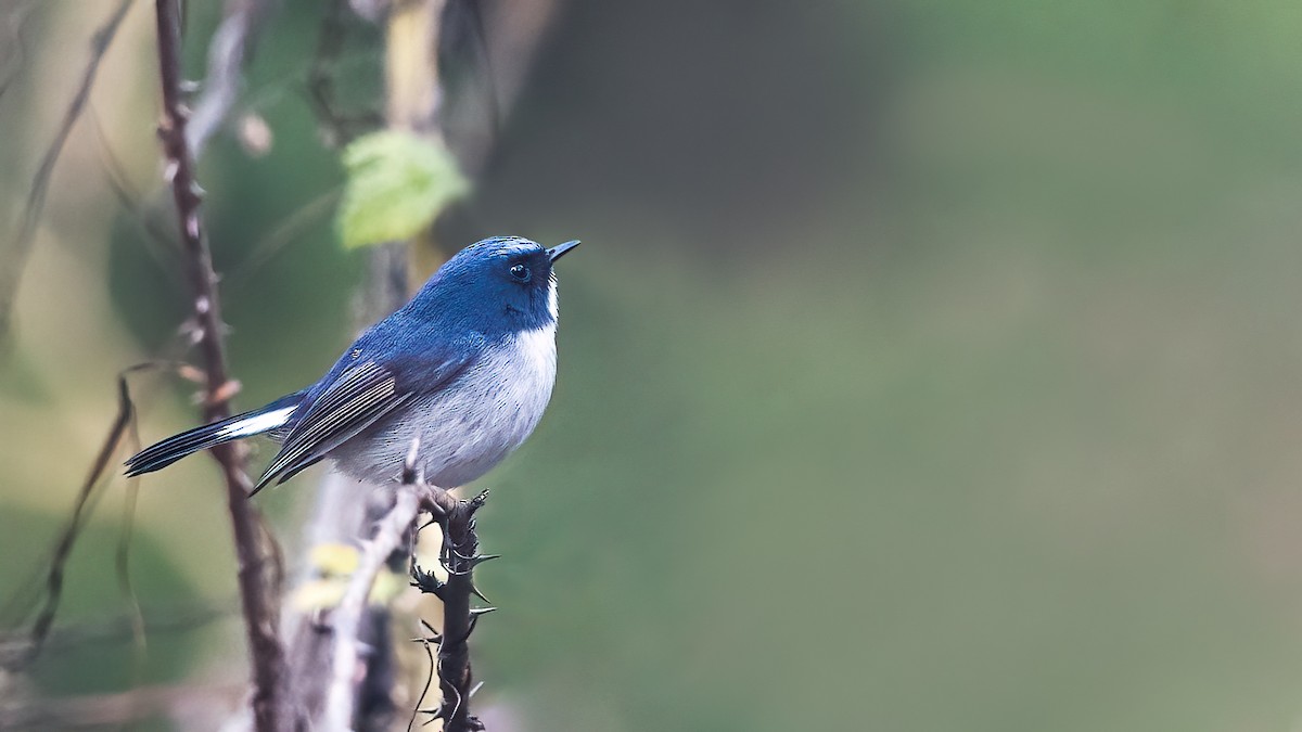 Slaty-blue Flycatcher - Hari K Patibanda