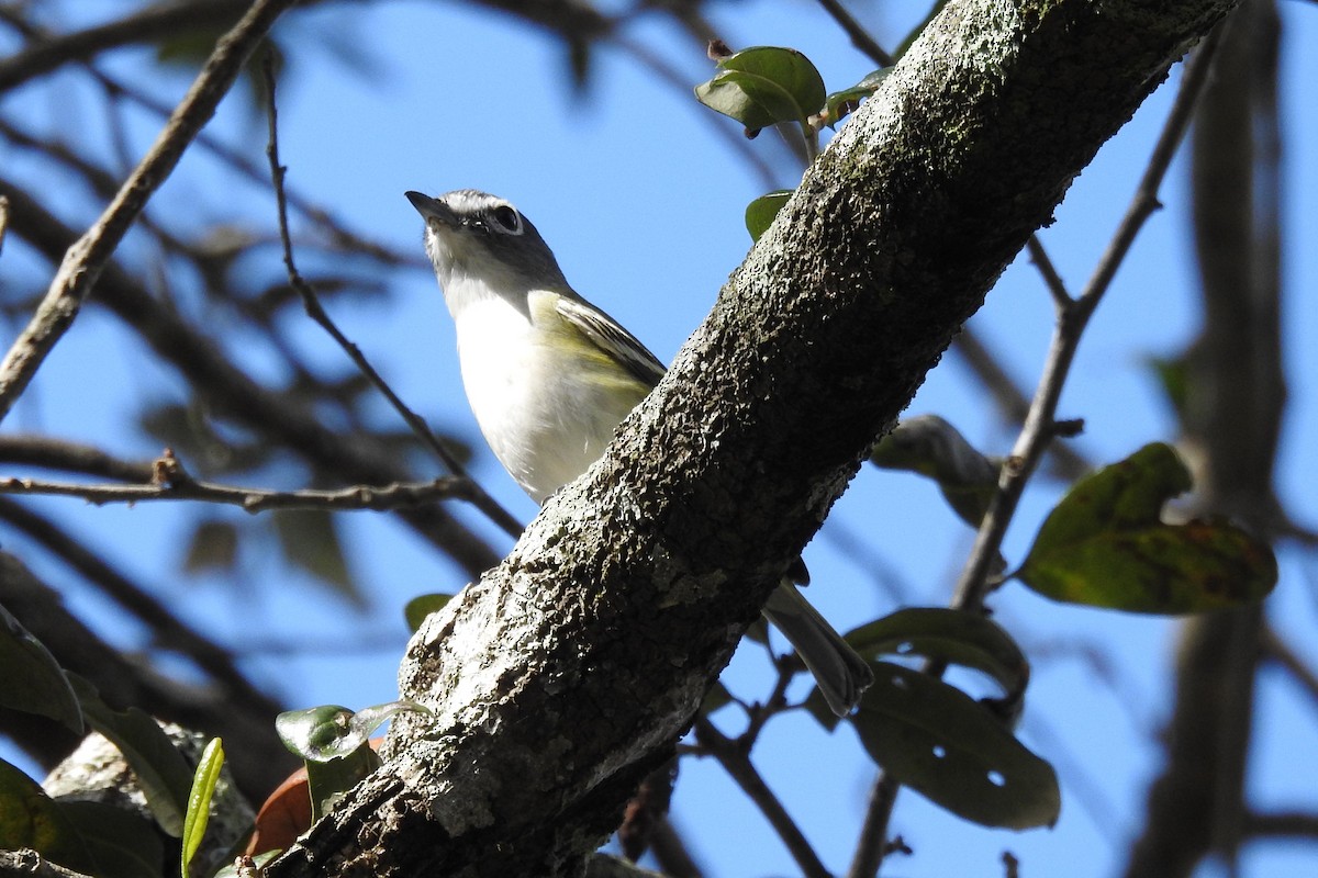 Blue-headed Vireo - ML403154411