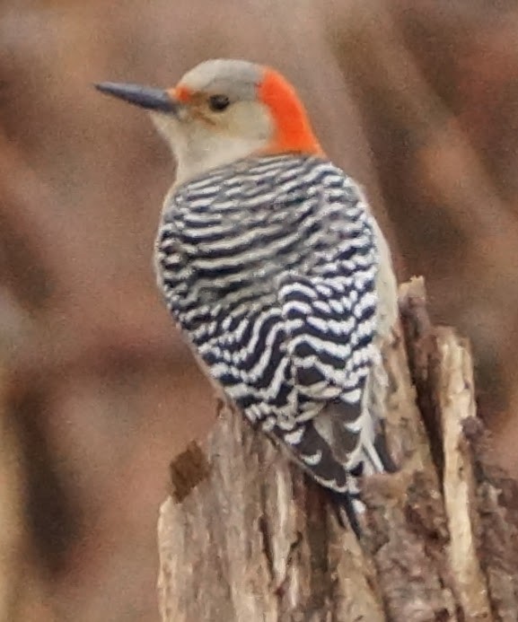 Red-bellied Woodpecker - ML403154541