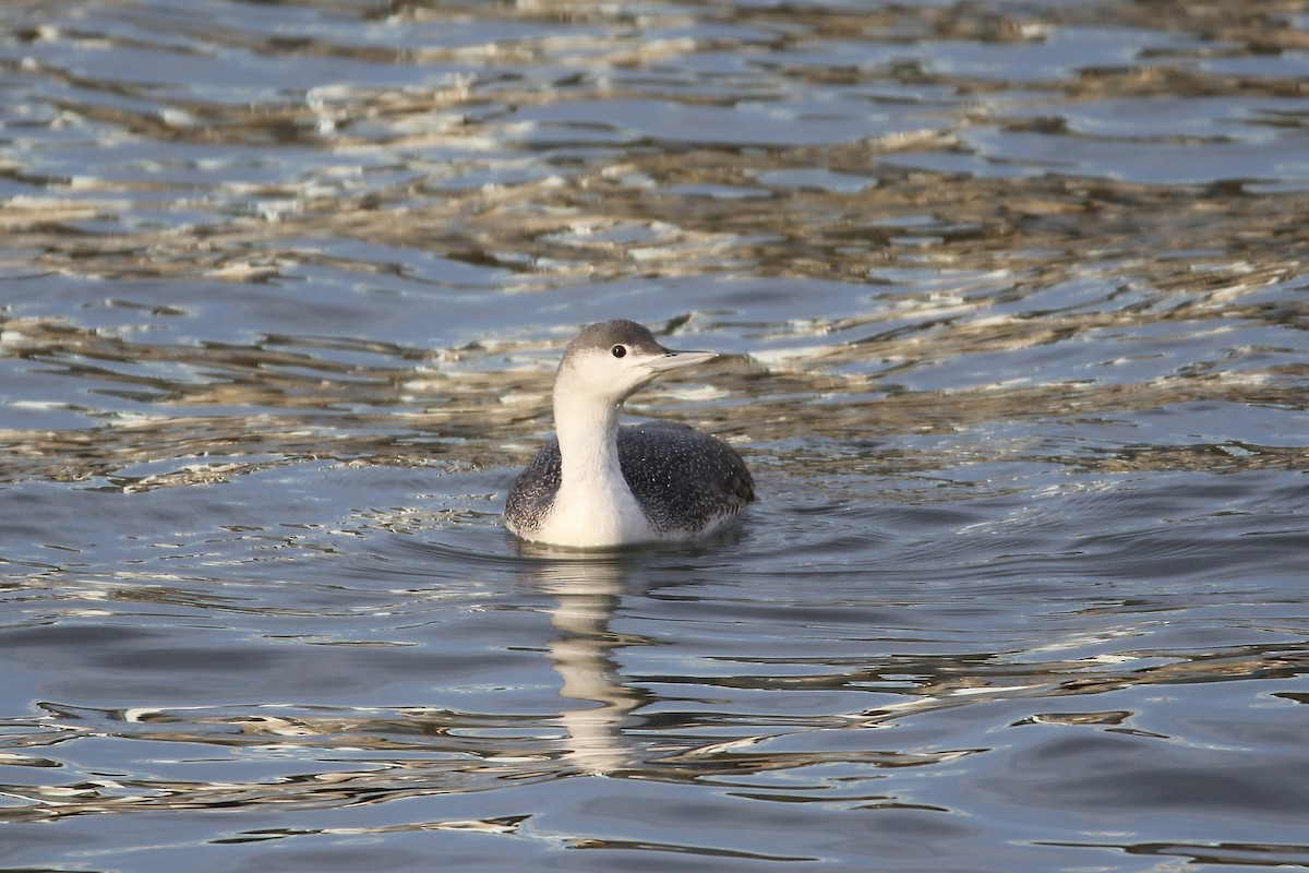 Red-throated Loon - ML403155621