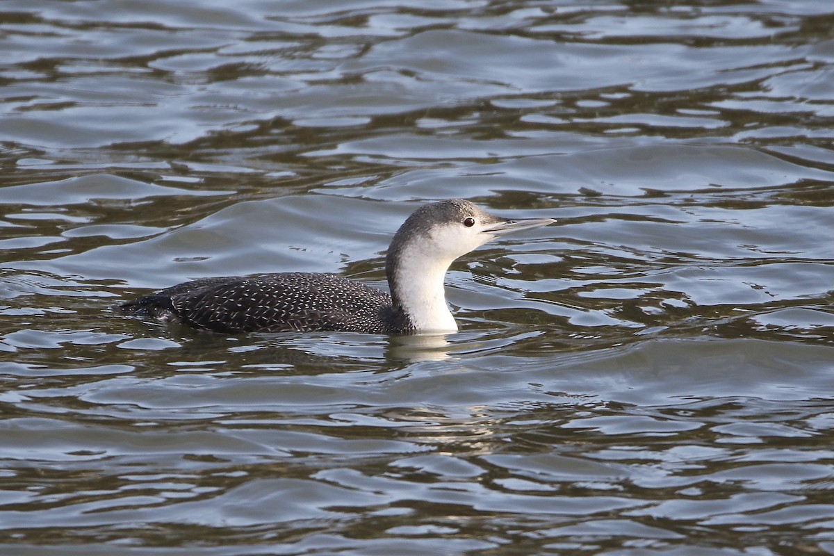 Red-throated Loon - ML403156731