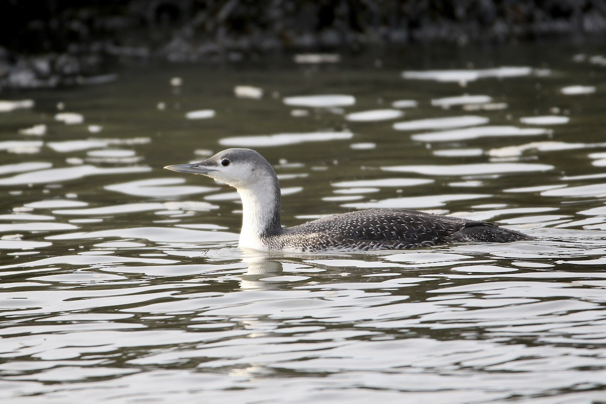 Red-throated Loon - ML403156781