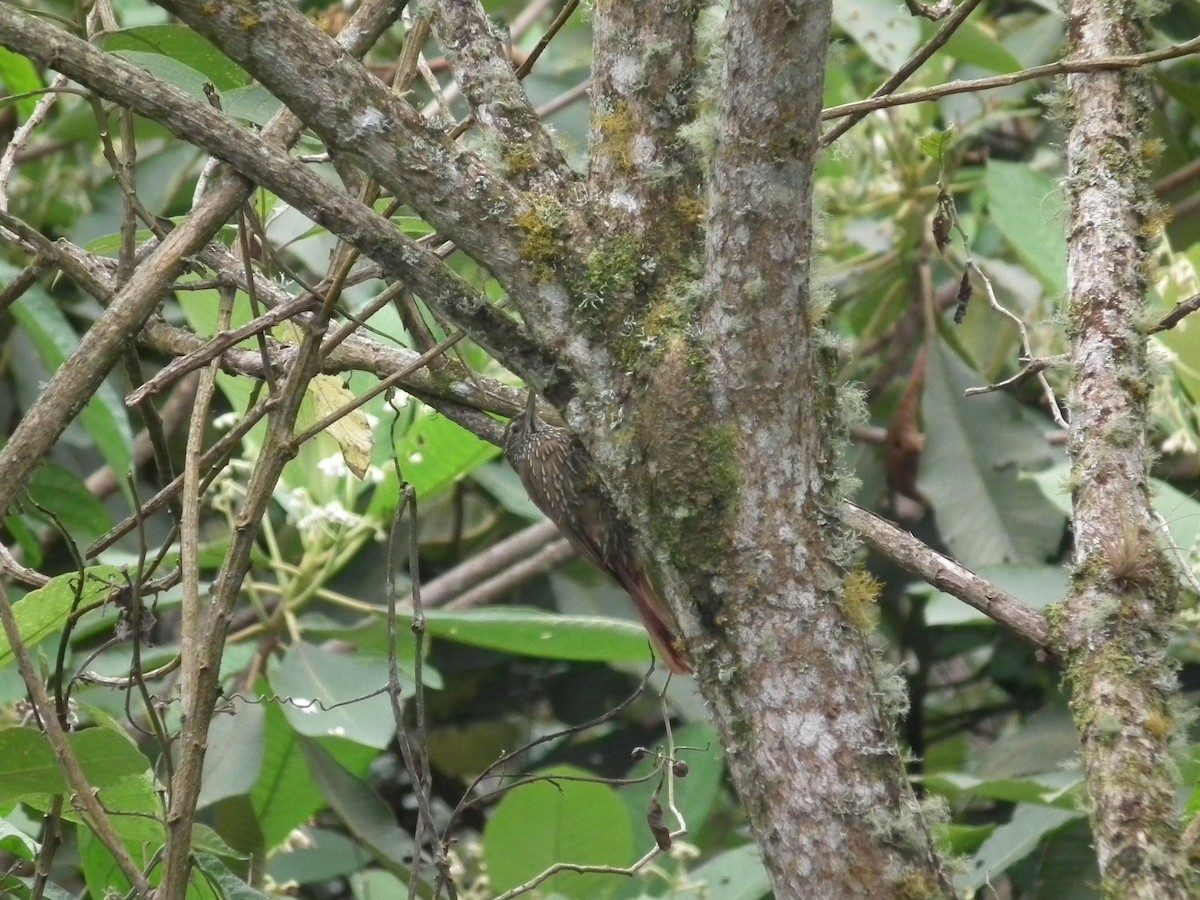 Montane Woodcreeper - ML403157561