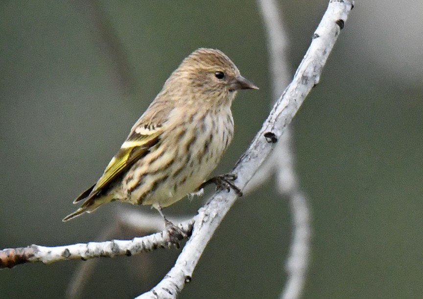 Pine Siskin - ML403158161