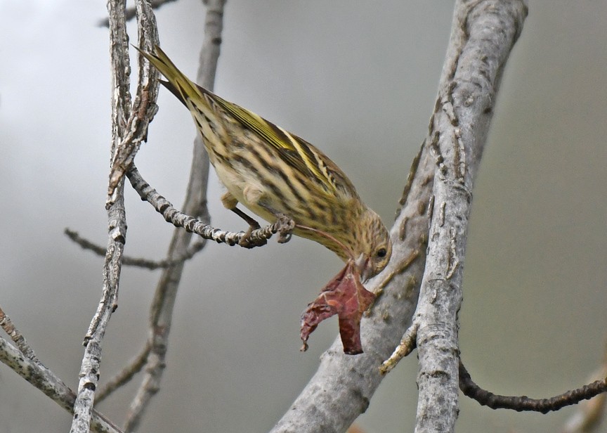 Pine Siskin - ML403158281