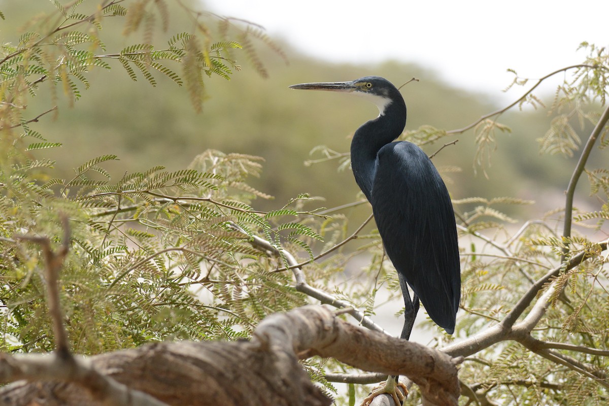 Western Reef-Heron - ML403158651