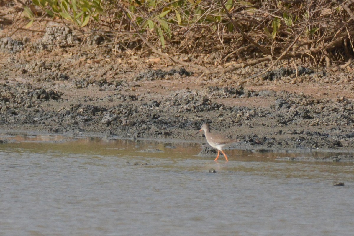 Common Redshank - ML403159231