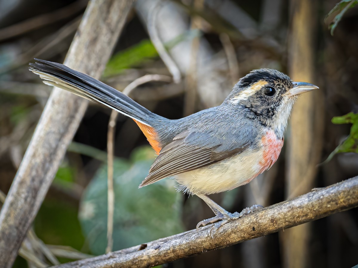 Red-breasted Chat - Hans Petermann