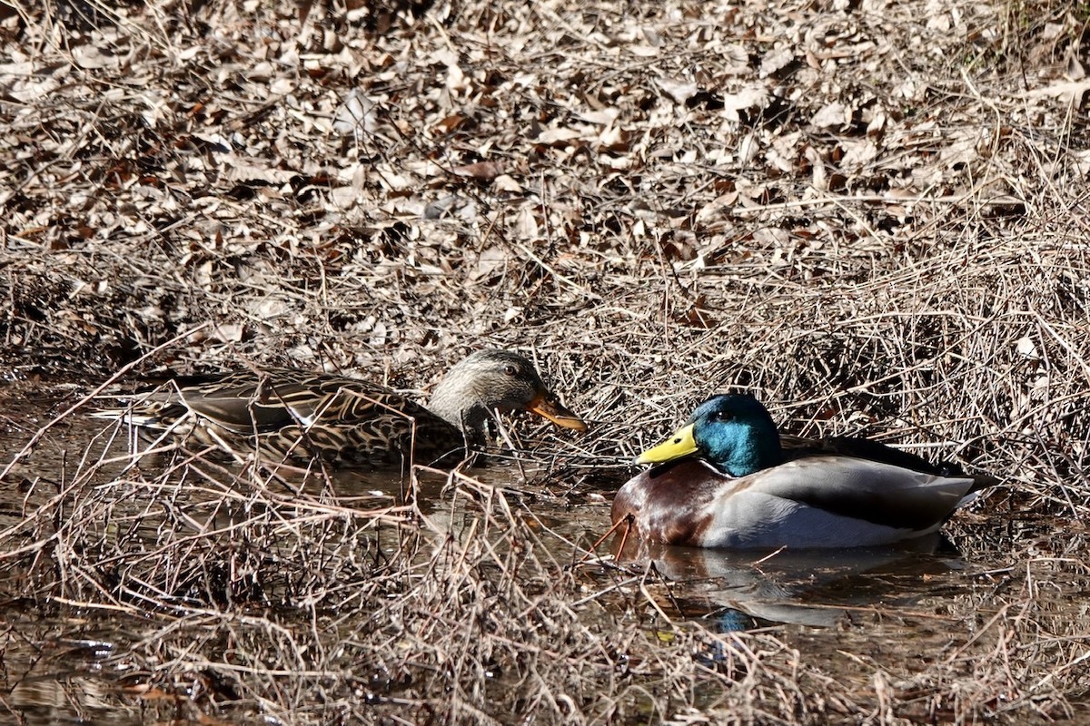 Mallard - ML403160721