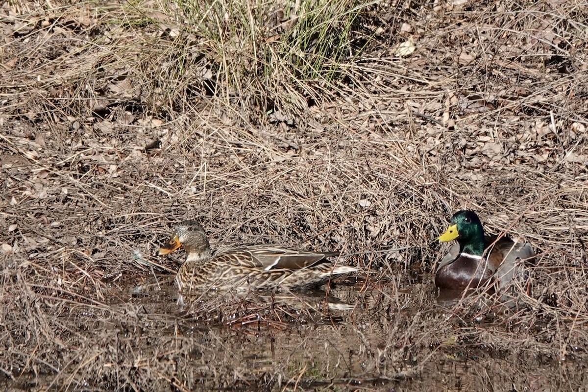 Mallard - ML403160761