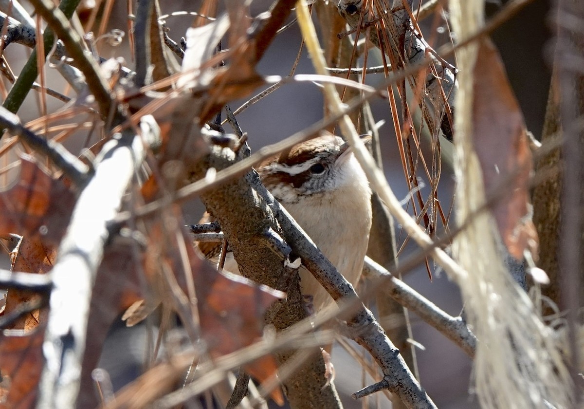 Carolina Wren - ML403160841