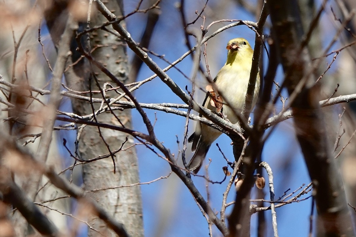 American Goldfinch - ML403160931