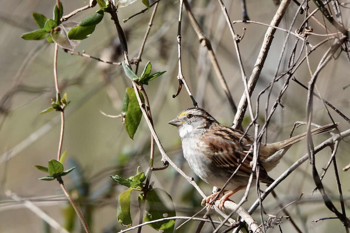 White-throated Sparrow - Fleeta Chauvigne