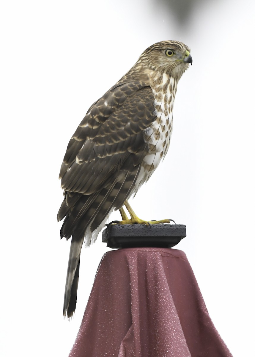 Cooper's Hawk - ML403162511