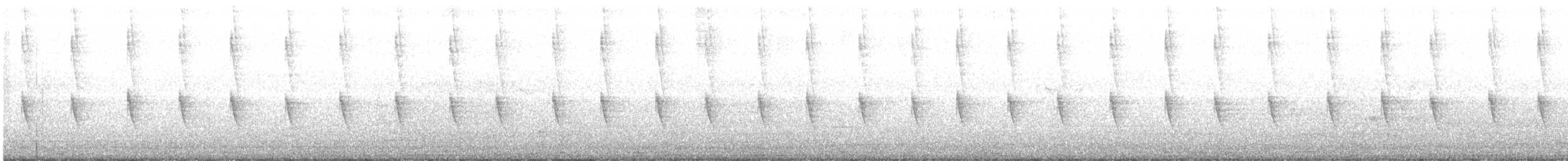 Колібрі-шаблекрил юкатанський (підвид curvipennis) - ML403163281