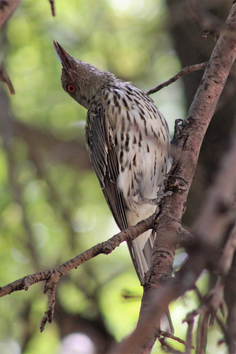 Olive-backed Oriole - ML403164161