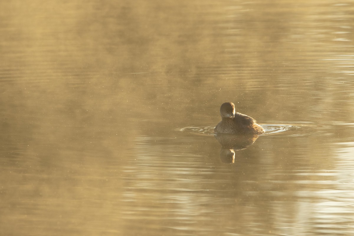Pied-billed Grebe - Andres Leon-Reyes