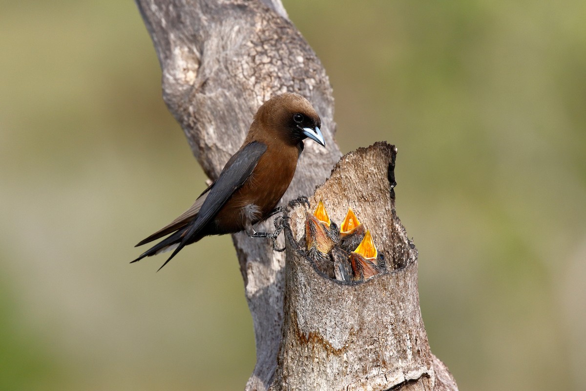 Little Woodswallow - David Webb