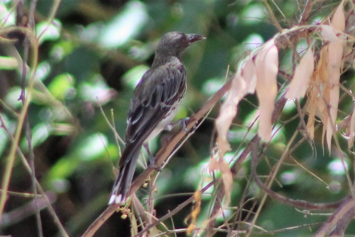 Olive-backed Oriole - ML403164511