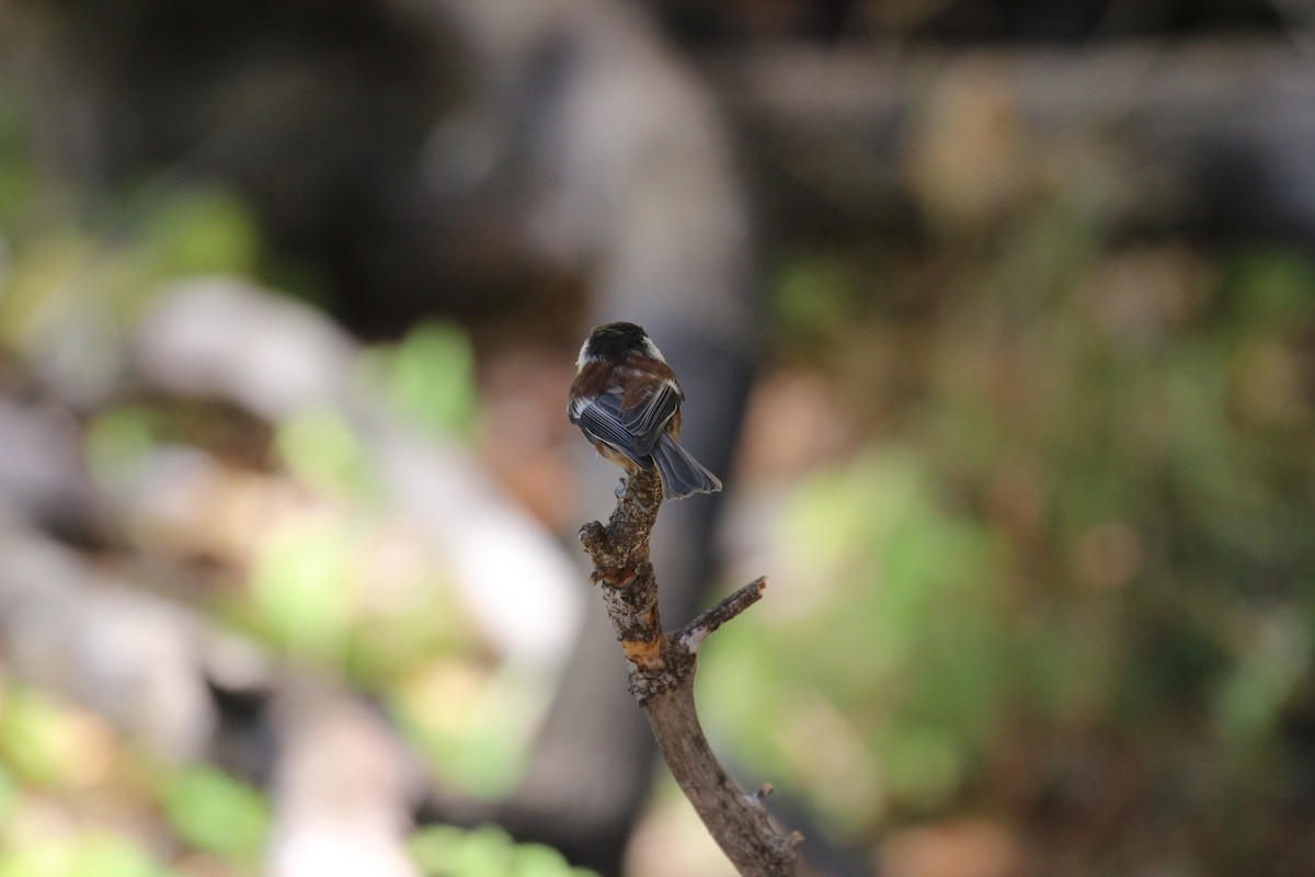 Chestnut-backed Chickadee - ML40316541