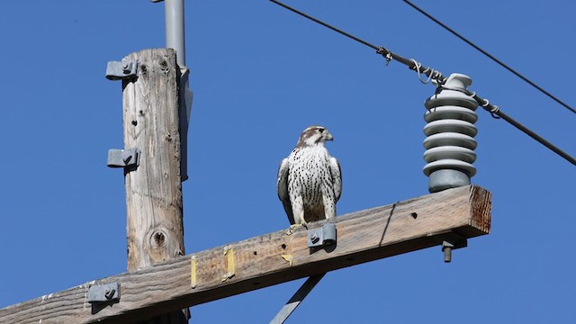 Prairie Falcon - ML403165761