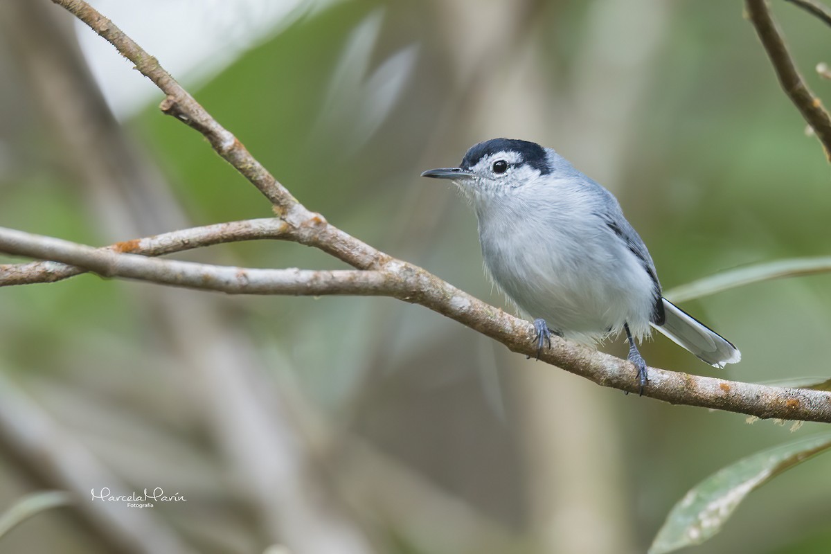 White-browed Gnatcatcher - Marcela Marín Ramírez