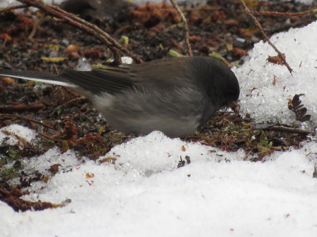 Junco Ojioscuro (cismontanus) - ML403167631