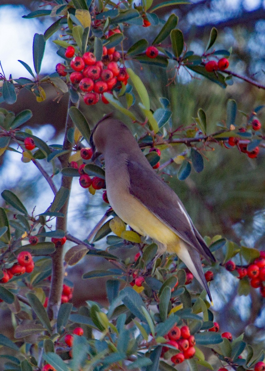 Cedar Waxwing - ML403170031